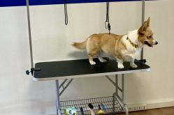 Dog Care Center