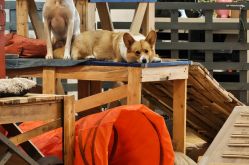 Dog Care Center