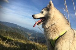 Energie-canine