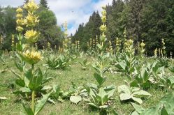 Randosudvosges