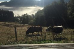 Ferme du Dahu Barbu
