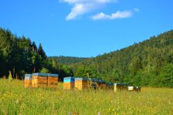 Le Rucher de la Colline