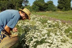 L'Herberie de la Saulx