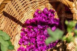 Les plantes de Esse Terre