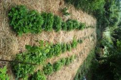 Les plantes de Esse Terre