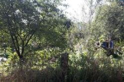 Les plantes de Esse Terre