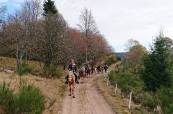 CRINS DES VOSGES