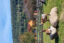 CHALET LES CHARMALYNES