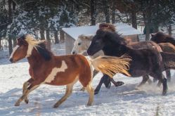 HORSE SPIRIT GRANGES AUMONTZEY