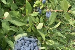 SCEA 1000 FRUITS