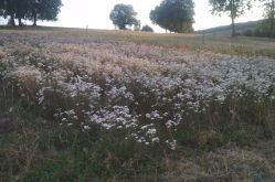 Latifunda Aromatica