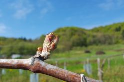 Domaine de la Goulotte