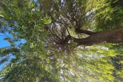 Le Souffle du Saule