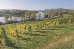Domaine Sontag