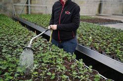 Horticulture Litzenburger