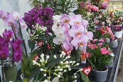 Horticulture Litzenburger