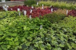 Horticulture Litzenburger