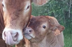 Ferme des Murats