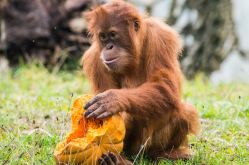 Zoo d'Amnéville