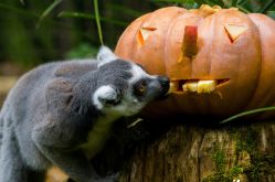 Zoo d'Amnéville
