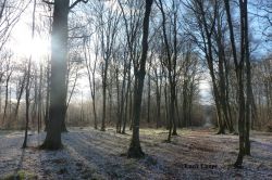 SORTIES SYLVATIQUES EN FORÊT DE MONDON Le 17 nov 2024