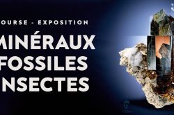 BOURSE - EXPOSITION - MINÉRAUX - FOSSILES - INSECTES Du 16 au 17 nov 2024