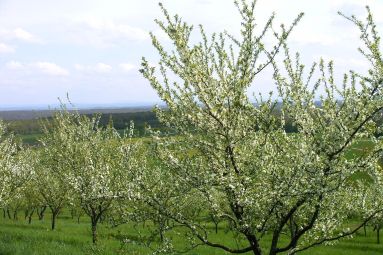 MDT Lunévillois