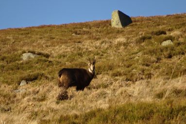 Vosges Altitude 