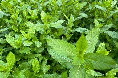 Ferme Aquaponique des 3 Rivières
