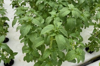 Ferme Aquaponique des 3 Rivières