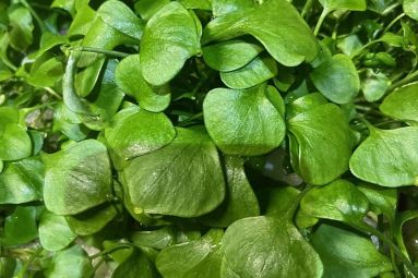 Ferme Aquaponique des 3 Rivières