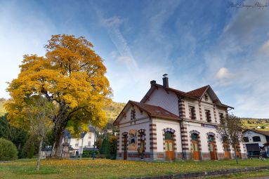 Dominique STEINEL