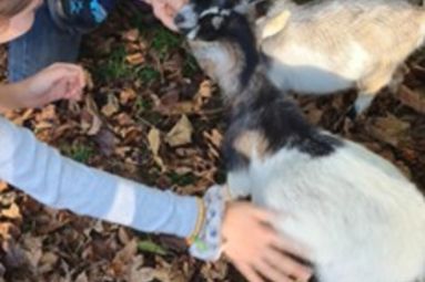 Complicités animales (droits réservés)