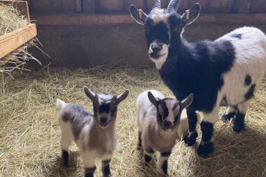 Complicités animales (droits réservés)
