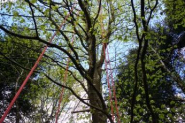 PASS' A GÉ - GRIMPE D'ARBRES