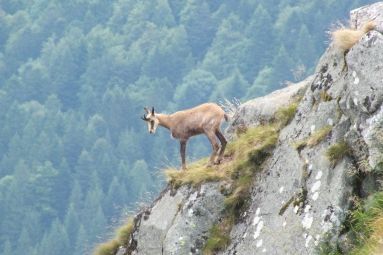 Monsieur Fuchs