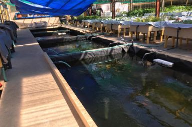 Ferme aquaponique