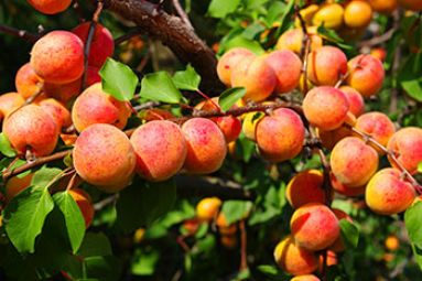 GAEC DES FRUITIERS