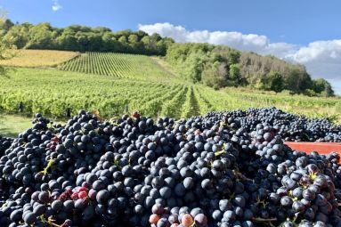 Domaine de Montgrignon
