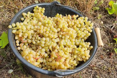 Domaine de la Goulotte