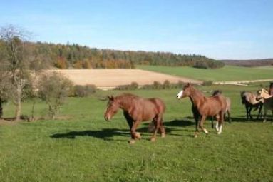 Ferme équestre Le Rupt