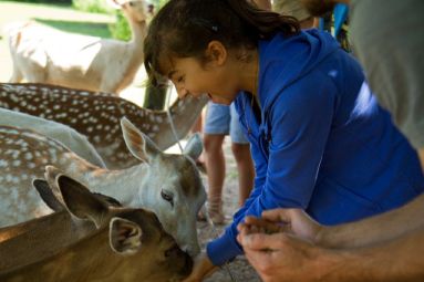 Parc animalier de Ste Croix - Morgane Bricard