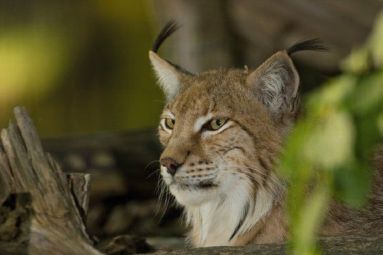 Parc animalier de Ste Croix