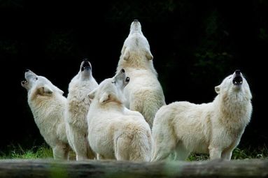 Parc animalier de Ste Croix