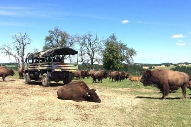 Ranch des bisons