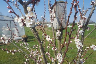 Au Grand Jardin