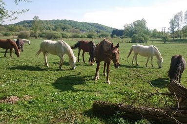 Facebook Domaine de la Forge