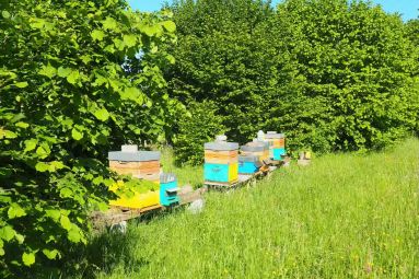Le rucher du gîte à Sarreguemines