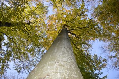Sarreguemines Tourisme