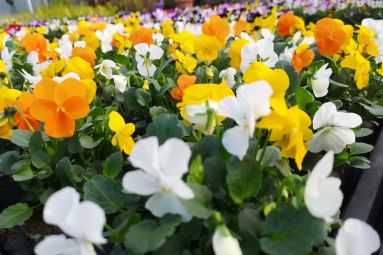 Horticulture Litzenburger